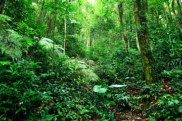 Image showing jungle 