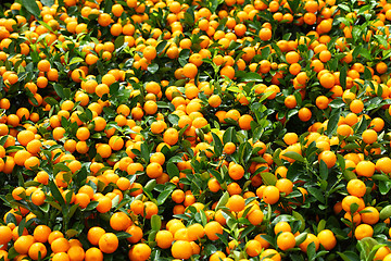 Image showing Citrus Fruit in Chinese New Year