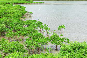 Image showing Red Mangroves