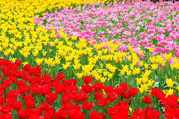 Image showing tulip flower