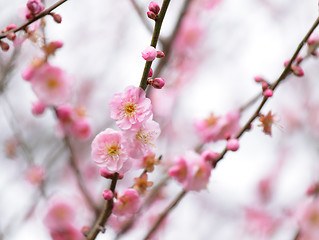 Image showing Cherry Blossom 