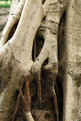 Image showing tree root