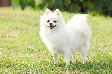 Image showing White Pomeranian dog