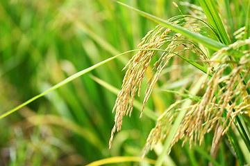 Image showing Paddy Rice 