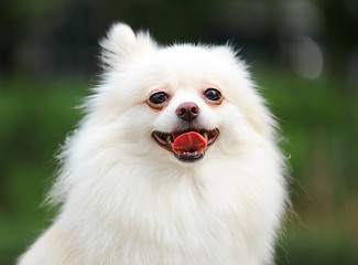 Image showing White Pomeranian dog