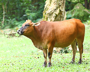 Image showing Cow