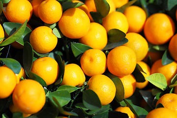 Image showing Citrus Fruit in Chinese New Year