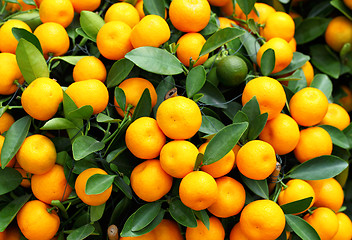 Image showing chinese kumquat for chinese new year