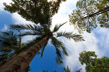 Image showing Coconut tree in Phuket island