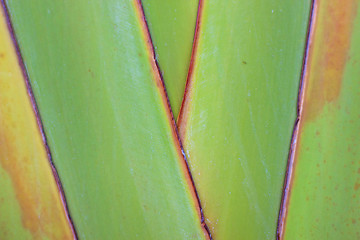 Image showing Close-up image of a palm leaf 