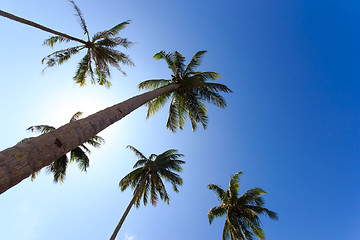 Image showing Coconut trees in tropical garden