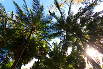 Image showing Coconut tree in Phuket island