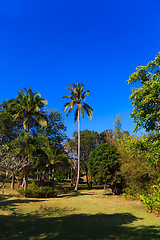 Image showing Coconut trees in tropical garden