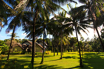 Image showing Coconut tree in Phuket island