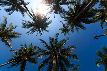 Image showing Coconut trees in tropical garden