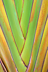 Image showing Close-up image of a palm leaf 