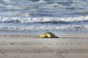 Image showing turtle at the beach