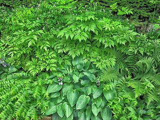 Image showing Garden background