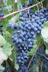 Image showing Heavy blue bunch of grapes