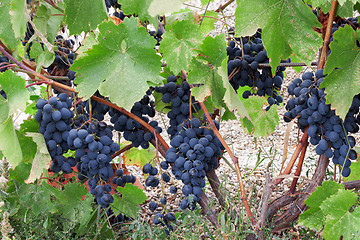 Image showing Heavy bunches of blue grapes