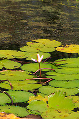 Image showing Nenuphar in pond