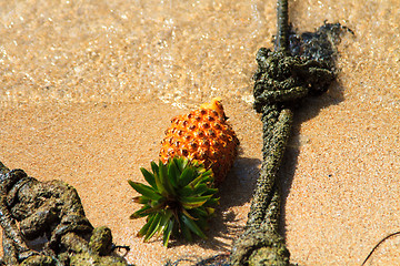 Image showing Pineapple on the beach