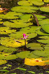 Image showing Nenuphar in pond