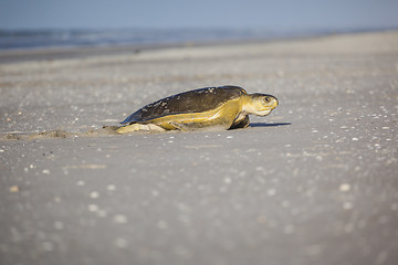 Image showing turtle at the beach