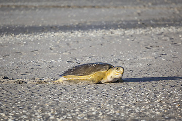 Image showing turtle at the beach