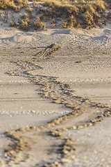 Image showing turtle at the beach