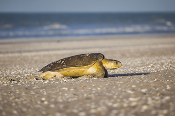 Image showing turtle at the beach