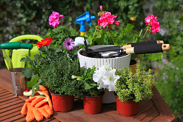 Image showing planting flowers with garden tools ,various flowers and herbs in