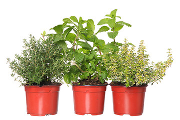 Image showing thyme, mint and lemon-thyme herb plants in pots 