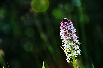 Image showing Summer flower