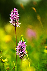 Image showing Proud flowers