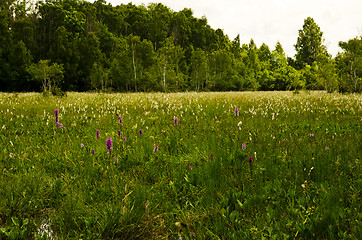 Image showing Orchids marsh