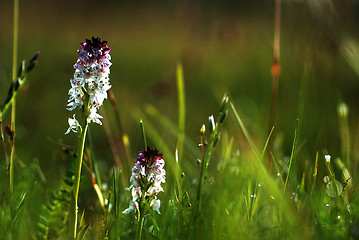 Image showing Bloom at grass level