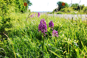 Image showing Road side blossom