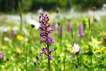 Image showing Colorful summer meadow