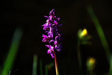 Image showing Flower beauty