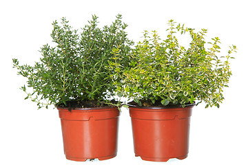 Image showing thyme and lemon-thyme herb plants in pots  isolated on white