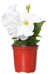 Image showing white petunia in the pot 