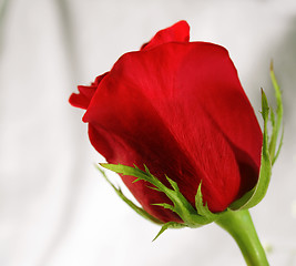 Image showing Amazing Rose