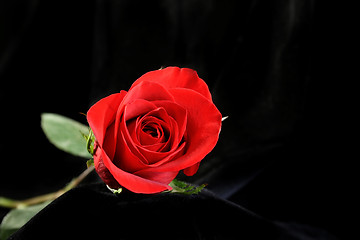 Image showing Amazing Rose