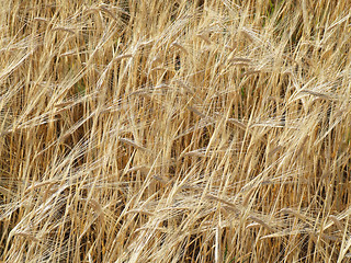 Image showing Fields of barley - background