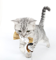 Image showing silver tabby Scottish fold kitten playing with a toy