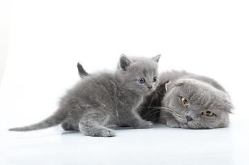 Image showing family portrait of Scottish fold cats