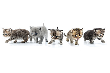 Image showing Group of kittens walking towards together. Studio shot. Isolated