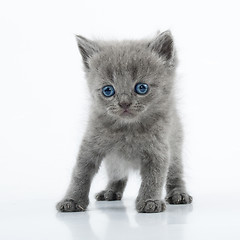 Image showing small Scottish straight kitten walking towards