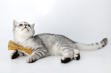 Image showing 	silver tabby Scottish cat with golden bow tie